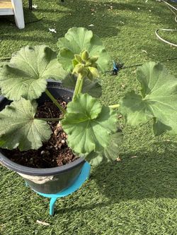 Geranium 