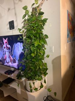 Large Pothos Plant with Moss Pole