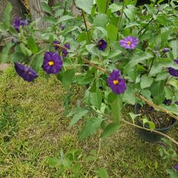 Blue Potato Bush 1 Galon Pot