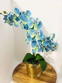Orquídeas 