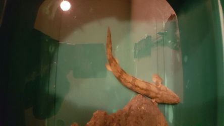 Snake Australian fish