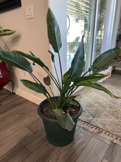 Plant