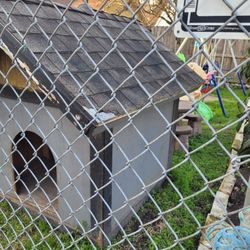 Dog House