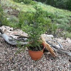 Rocky Mountain Douglas Fir
