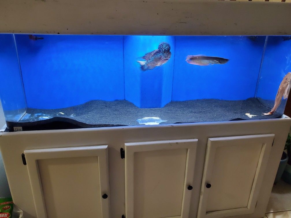 100 Gallon Acrylic Aquarium Fish Tank for Sale in Huntington Beach, CA
