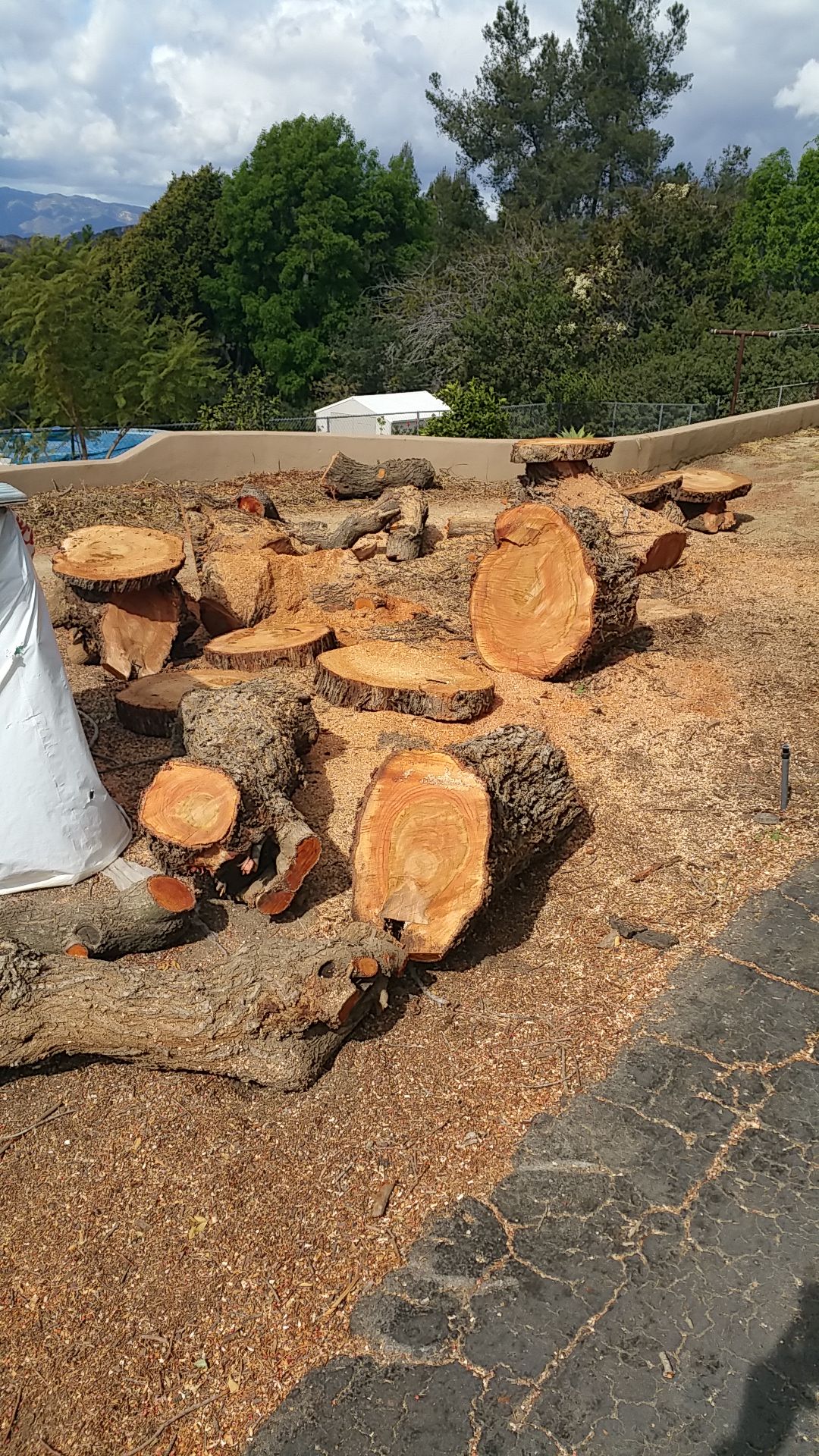 Brazilian pepper wood