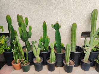Cactus