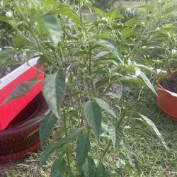 Grown Pequin Peppers Plant