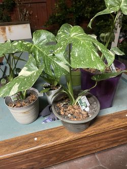 Monstera Constellation