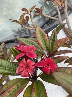 Plumeria cutting sale. I have many colors and sizes. From small to large instant trees. $10 & up. I’m free all day. Come see and pick what you want   