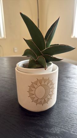 Dwarf Samurai Snake Plant in Decorative Pot