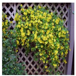 Carolina jasmine Jessamine Yellow Flowering Shrub Bush Plant