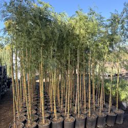 California Peppers 5 Gal 7-8 Feet Tall