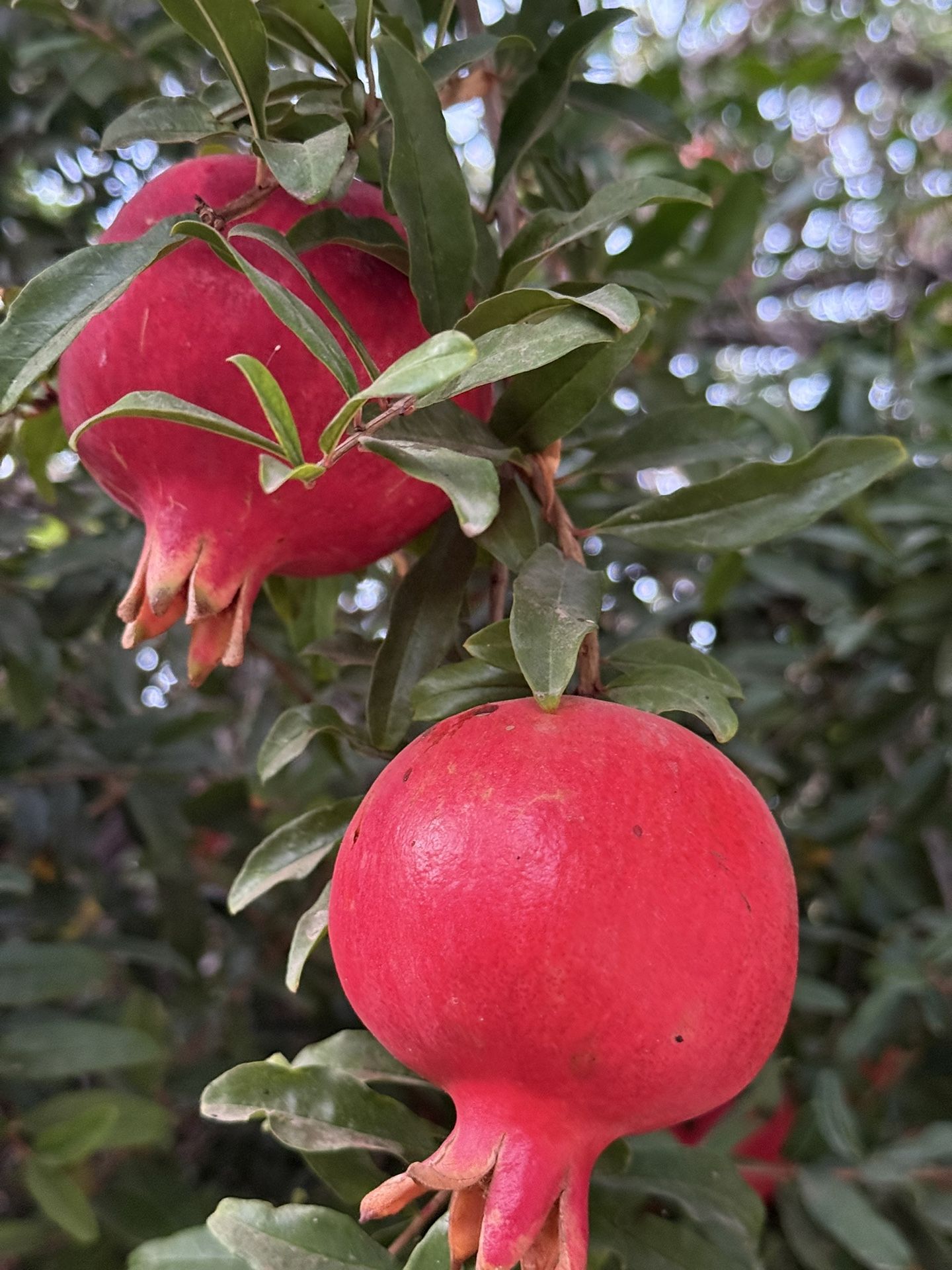 Pomegranates
