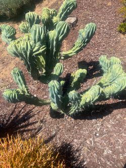 Succulent
