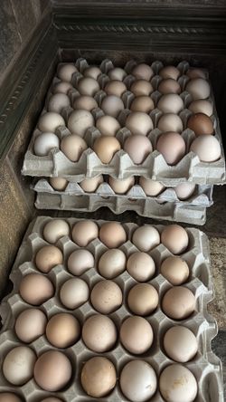Organic eggs for sale
