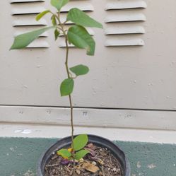 Chirimoya 