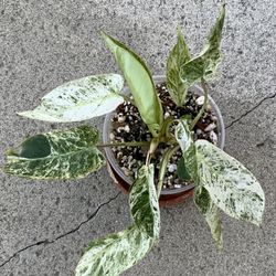 Philodendron Emerald Ice Variegated 