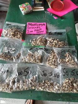 Moringa seeds 50 for $5.00 4' plants 15.00 each.