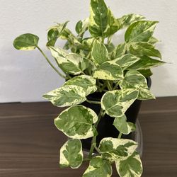 Pothos Plant ( Houseplant) 