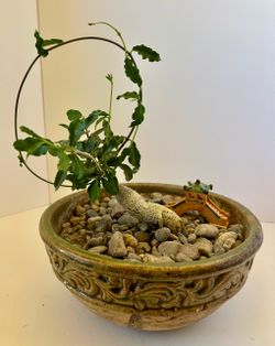 Unique Fockea edulis “hottentot bread” bonsai. Planted in 10” pot