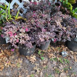 Plantas Para Jardin