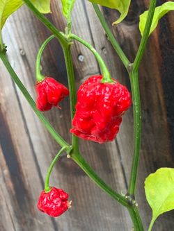 Fruiting Extremely Hot Carolina Reaper Spicy 🌶️ Peppers Chili Pepper Veggie Vegetable Garden