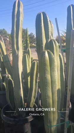 Mexican fence post Cactus