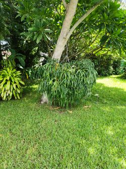 Staghorn Fern