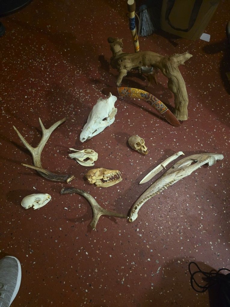 Bones