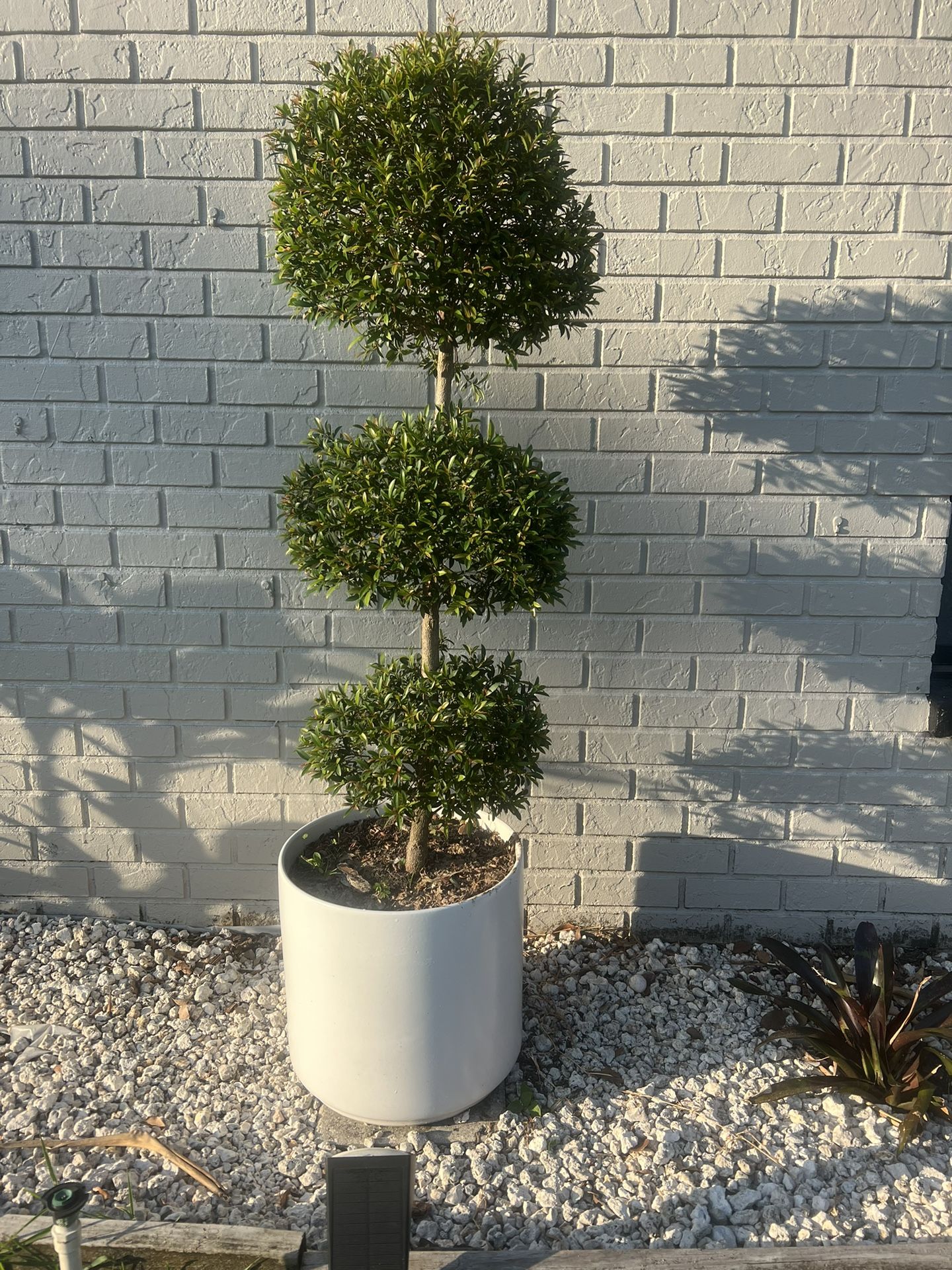 Set Of 3 Globulus Topiary Eugenia Plants With Planters