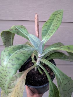 Donkey Ears Plant