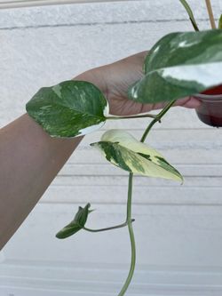Albo Epi plant