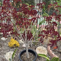 Copper Tree Red Tree