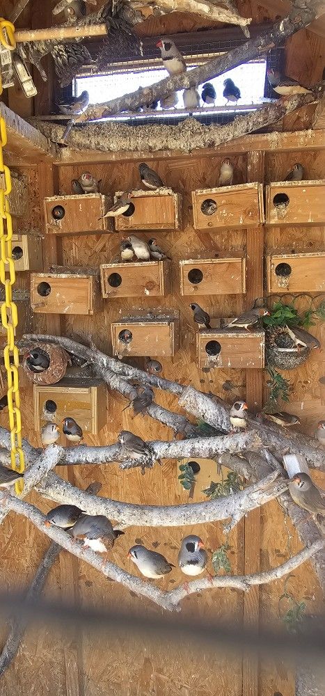 Bird House