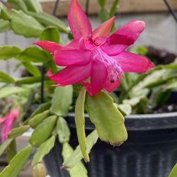 Christmas Cactus Plant