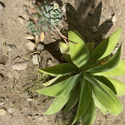 Succulents