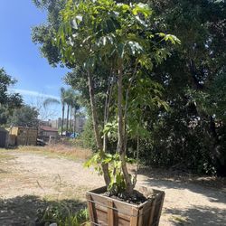 Umbrella Tree Scheflera 