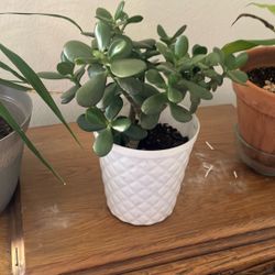 Wonderful Jade Plant