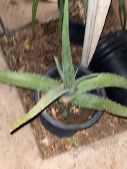 Aloe Vera A Ton To Choose from Plants