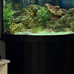 60 Gallon Salt Water Fish tank