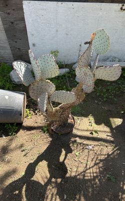 Purple Silver Dollar Cactus