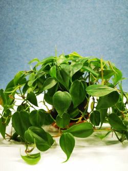 Lush Trailing Philodendron heartleaf plant/ indoor plant/ house plant/ flower patio garden