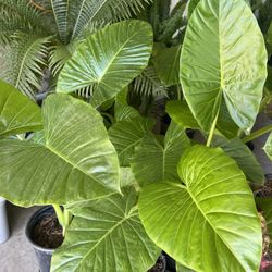 LARGE ELEPHANT EAR PLANTS🌱🌱🌱