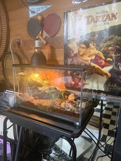Reptile enclosure