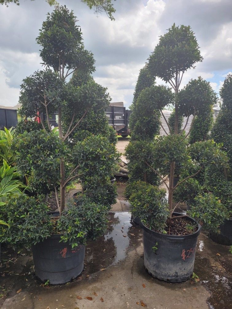 Topiaries