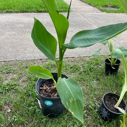 Calla lily plant -5$