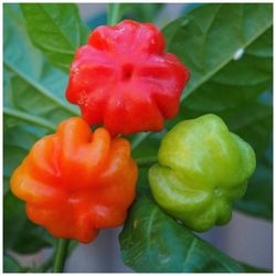 Sweet Cuban Pepper Plant 🪴 3gal Plantas De Aji Cachucha 3gal