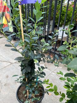 BLUEBERRY 🫐 TREE IN 5 GALON POT