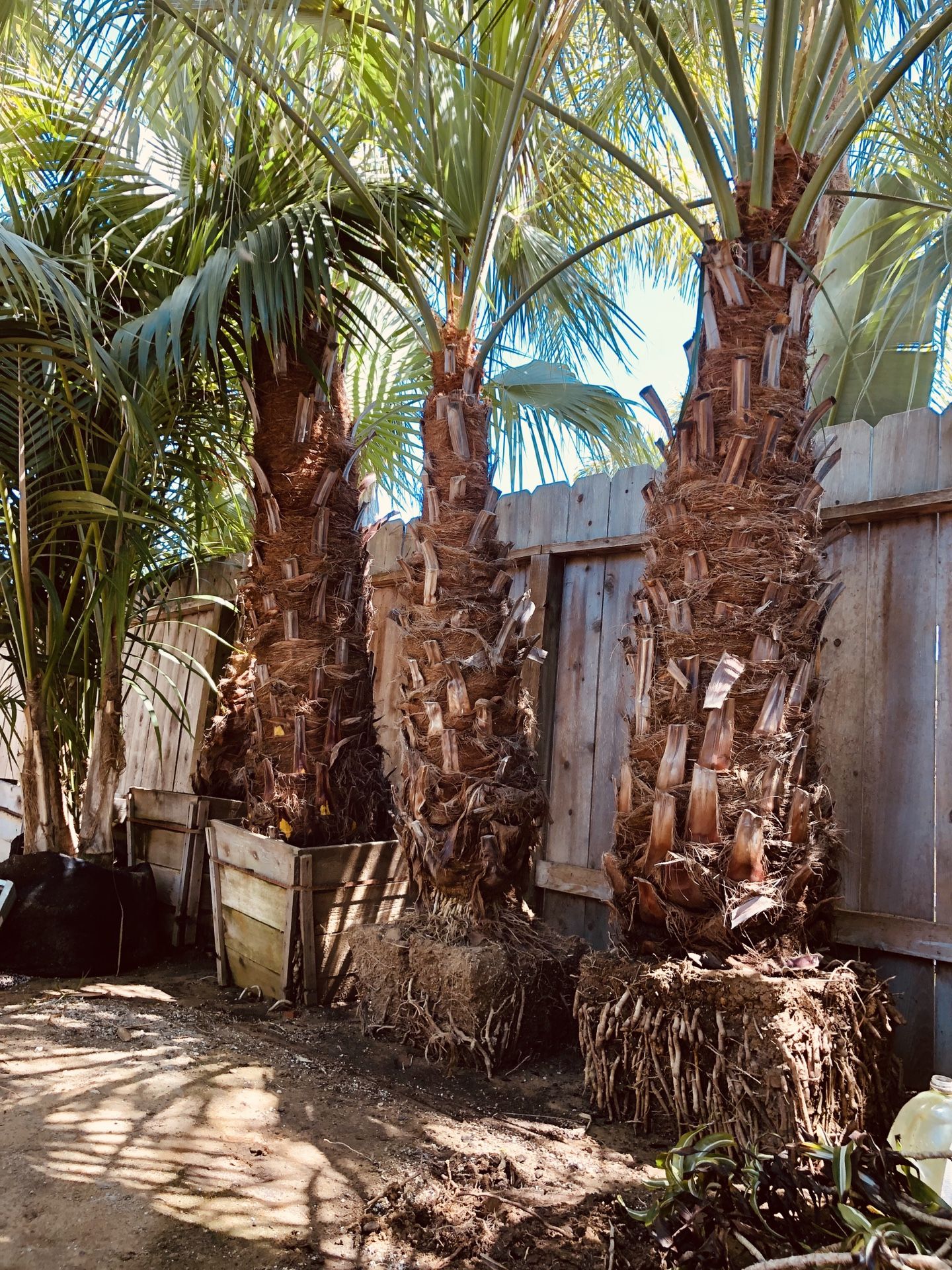 Brahea Clara Mexican Blue Fan Palms Brahea Armata